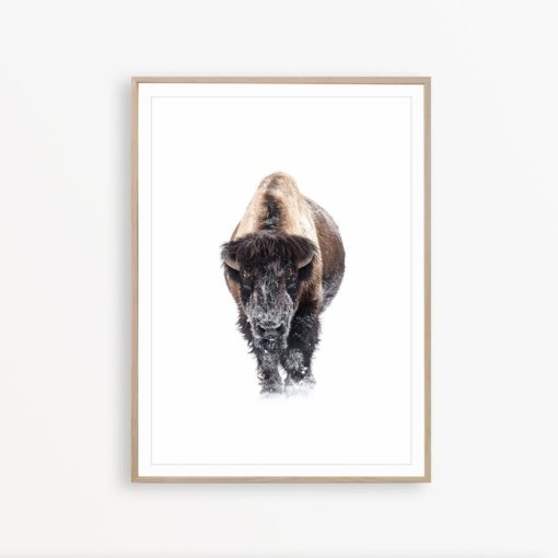 Buffalo Wall Art Bison Print Nordic Decor Farmhouse Printable Buffalo Poster Bison Photo Wilderness Print Farmhouse Wall Art Buffalo Print