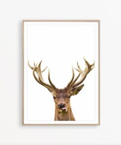 Deer Print Wall Art Woodland Animal Print Forest Animals Print Woodland Nursery Decor Wildlife Art Deer Wall Decor Deer Poster Deer Photo
