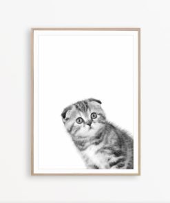 Scottish Fold Cat Art Black and White Cat Print Cat Poster Cat Wall Art Cat Decor Cat Printable Kitten Print Cute Animal Print Cat Photo