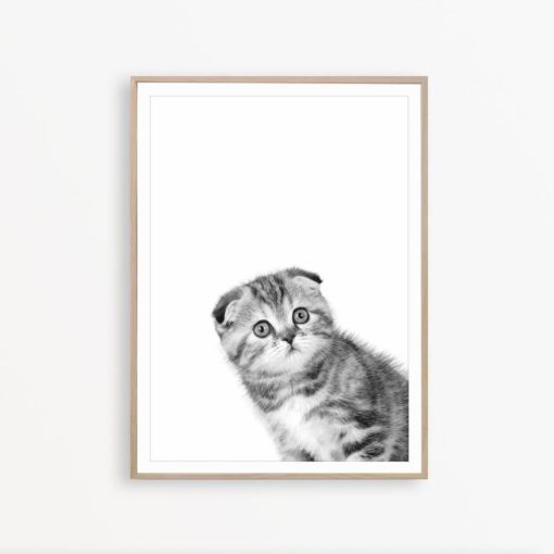 Scottish Fold Cat Art Black and White Cat Print Cat Poster Cat Wall Art Cat Decor Cat Printable Kitten Print Cute Animal Print Cat Photo