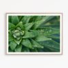 Cactus Print Art Botanical Wall Art Greenery Print Succulent Poster Cactus Decor Cactus Printable Aloe Print Botanical Print Succulent Photo