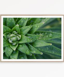 Cactus Print Art Botanical Wall Art Greenery Print Succulent Poster Cactus Decor Cactus Printable Aloe Print Botanical Print Succulent Photo