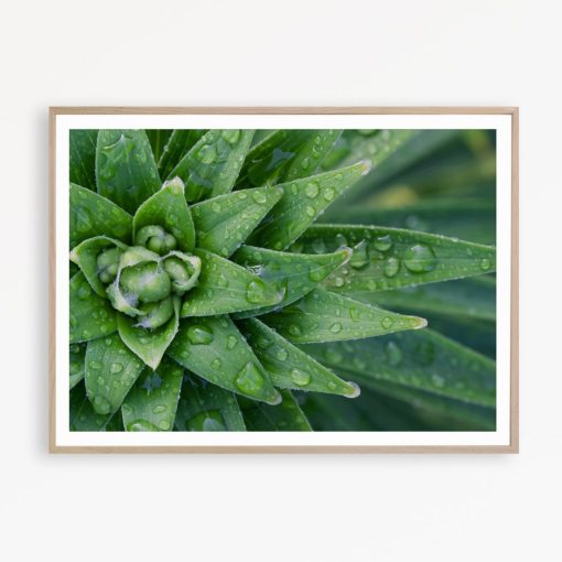 Cactus Print Art Botanical Wall Art Greenery Print Succulent Poster Cactus Decor Cactus Printable Aloe Print Botanical Print Succulent Photo