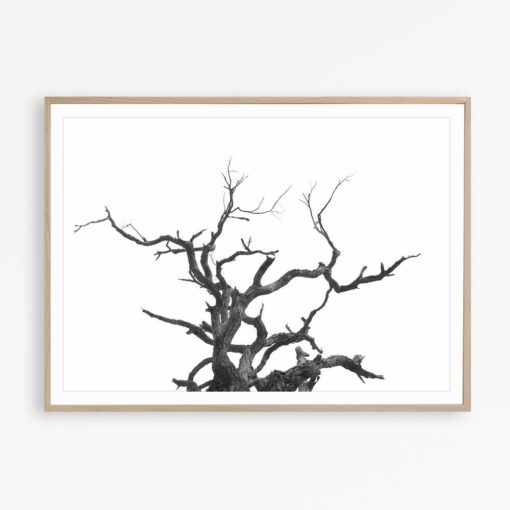 Black and White Wall Art Minimal Wall Art Tree Print Black and White Photography Print Scandinavian Poster Minimalist Decor Minimal Wall Art