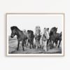 Wild Horse Photography Black and White Horse Print Icelandic Horse Wall Art Printable Horse Art Digital Download Print Large Wall Art Print