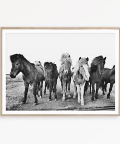 Wild Horse Photography Black and White Horse Print Icelandic Horse Wall Art Printable Horse Art Digital Download Print Large Wall Art Print