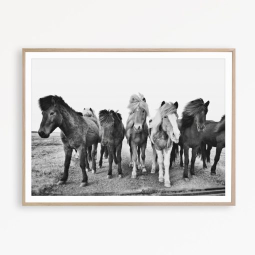 Wild Horse Photography Black and White Horse Print Icelandic Horse Wall Art Printable Horse Art Digital Download Print Large Wall Art Print