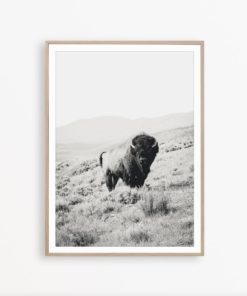Bison Wall Art Buffalo Print Wilderness Photography Southwest Poster Black and White Print Scandinavian Print Southwestern Decor Bison Print