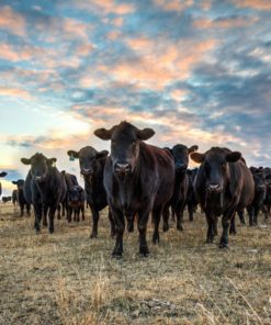 Black Angus cattle photography print or canvas print. Western art photo of a cow herd at sunset. Available as a rustic barnwood framed print