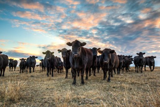 Black Angus cattle photography print or canvas print. Western art photo of a cow herd at sunset. Available as a rustic barnwood framed print