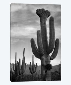 Saguaros, Saguaro National Monument