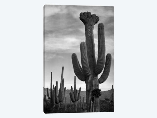 Saguaros, Saguaro National Monument
