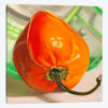 Orange Habanero