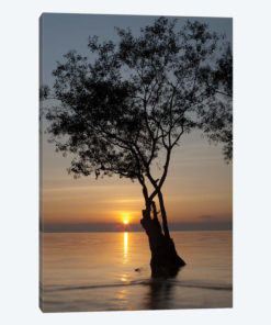 Sunset Silhouette