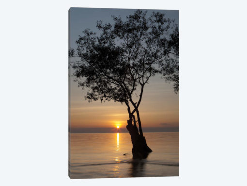 Sunset Silhouette