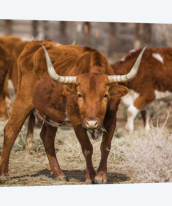 Longhorns