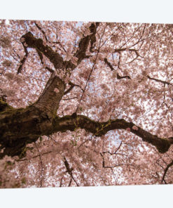 Spring's Arrival
