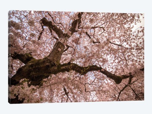 Spring's Arrival