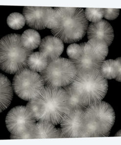 Silver Sunbursts