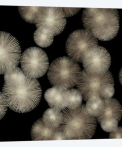 Pewter Sunbursts
