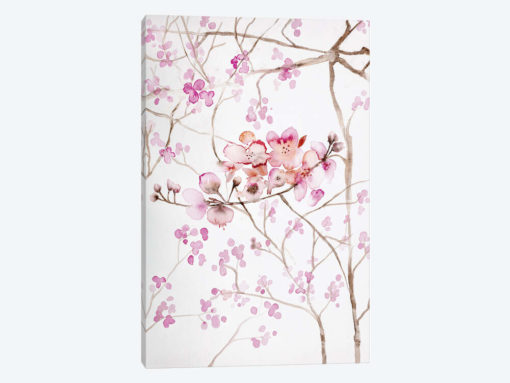 Cherry Blossoms
