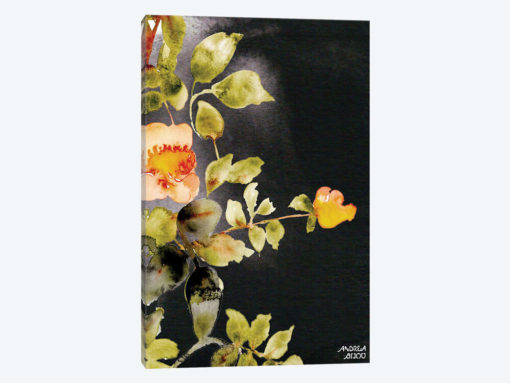 Roses on Black