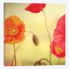 La Vie En Rose