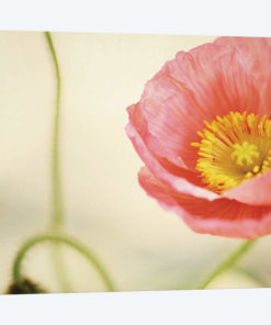 Pale Pink
