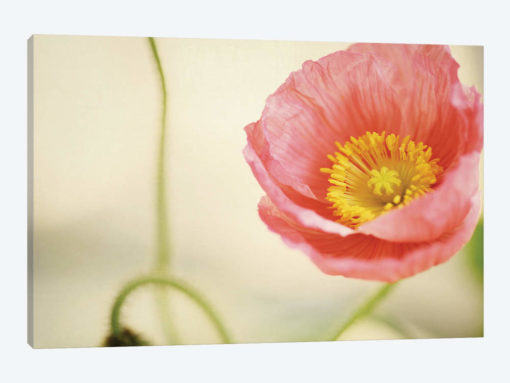 Pale Pink