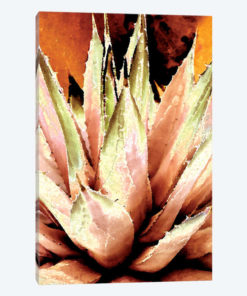 Burnt Agave