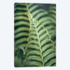 Fern Valley II