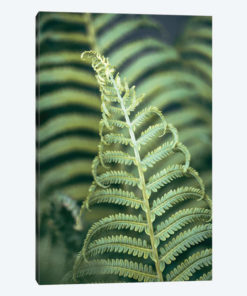 Fern Valley II