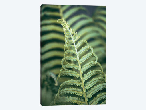 Fern Valley II