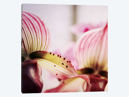 Lady Slipper