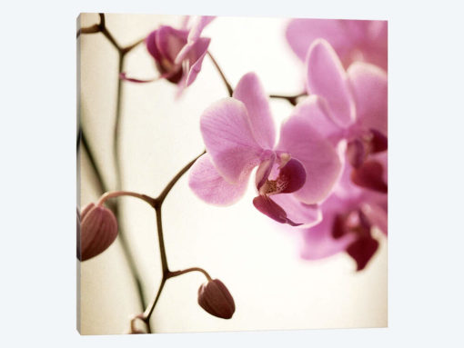 Lilac Orchid
