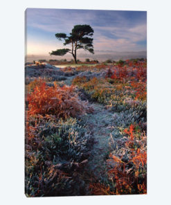 A Frosty Morning
