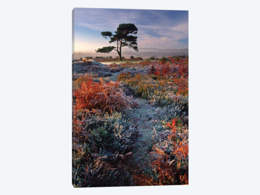 A Frosty Morning