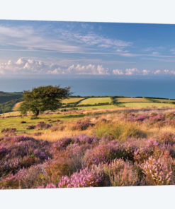 Colours of Summer (Exmoor)