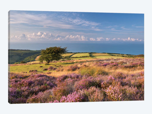 Colours of Summer (Exmoor)