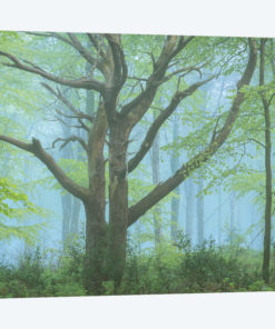 Spring Forest