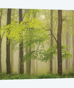 Spring Woodland