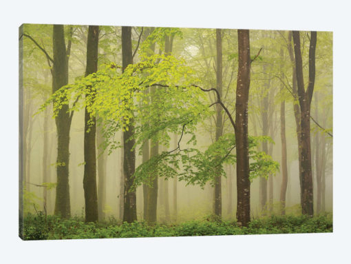 Spring Woodland