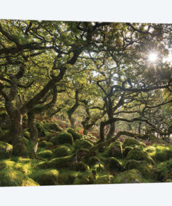 Sunlit Woodland