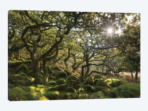 Sunlit Woodland