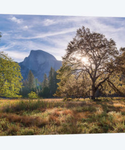 Cook’s Meadow