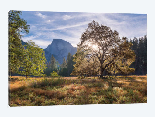 Cook’s Meadow