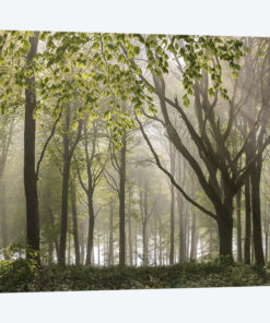 Woodland Morning