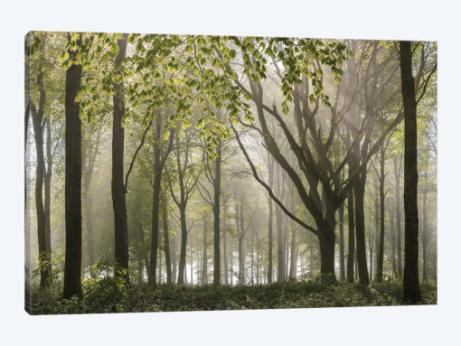Woodland Morning
