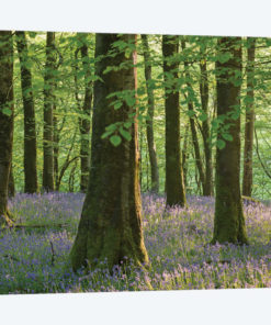 Exmoor Bluebells