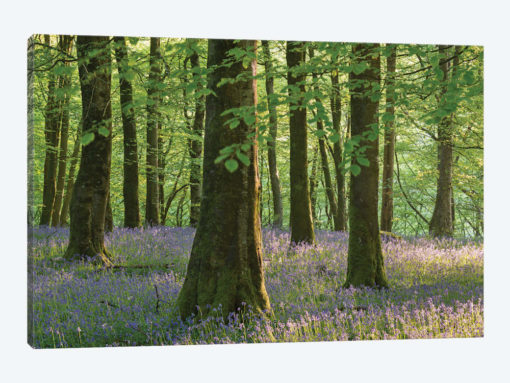 Exmoor Bluebells